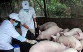 Bộ NNPTNT chỉ đạo xử lý ngay dịch lợn tai xanh tại Hòa Bình